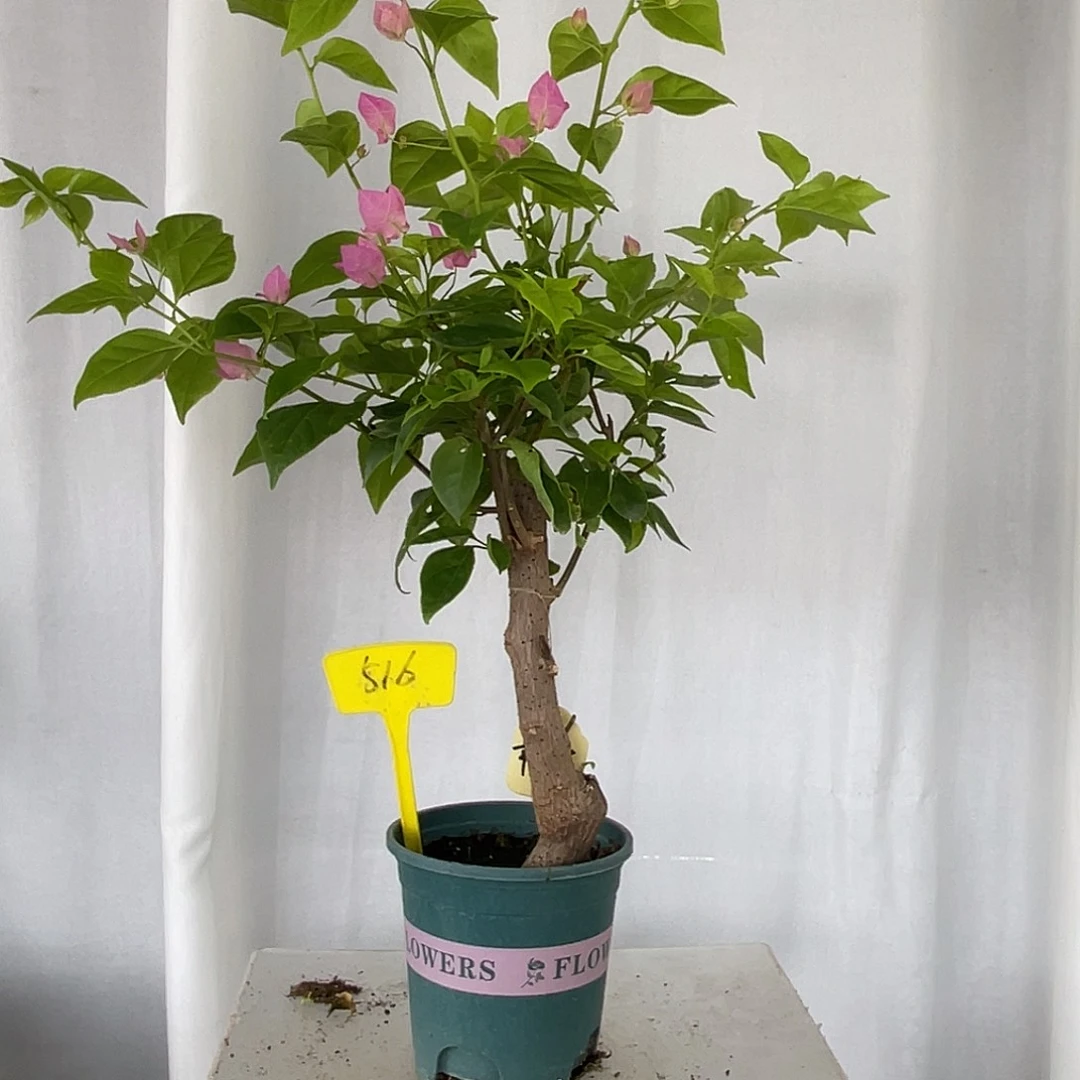 当前无花栽培后可以开花516章红樱桩，粗3公分