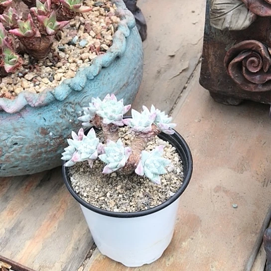 丸叶白菊仙女棒杯