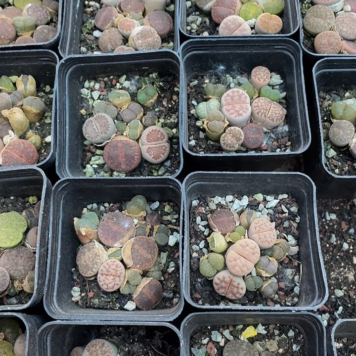 生石花2.99带盆土发