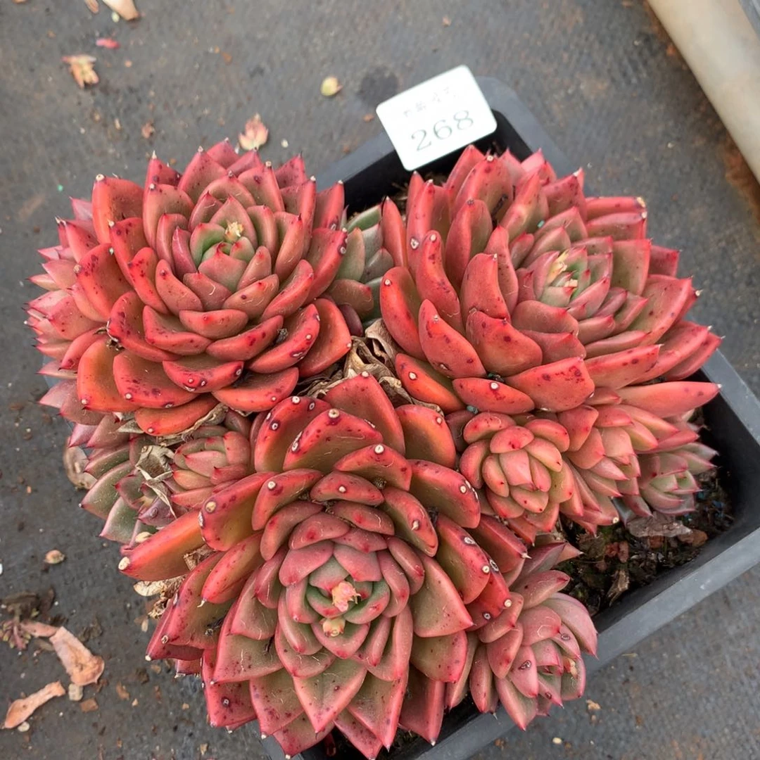 268新年快乐发发发