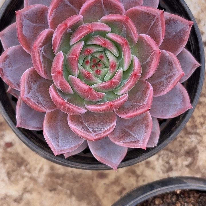 蒙Q丽（拍满18包邮）