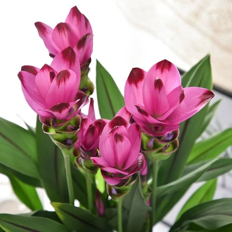 新疆包邮 姜荷花（魅影）1加仑高度70cm左右耐热超长花期