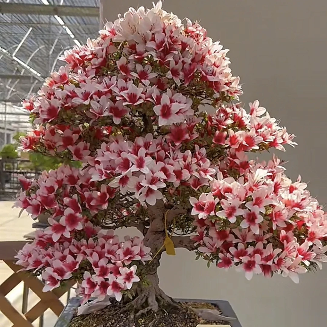 【日之丸】热门经典品种杜鹃花杜鹃皋月室内外单瓣耐寒耐热好养