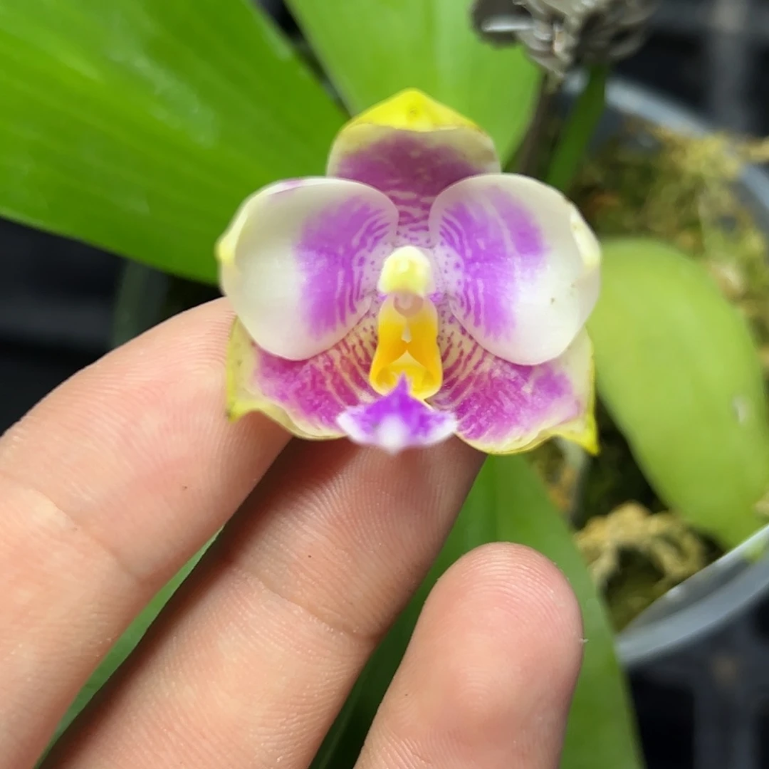 完全开放l753三寸