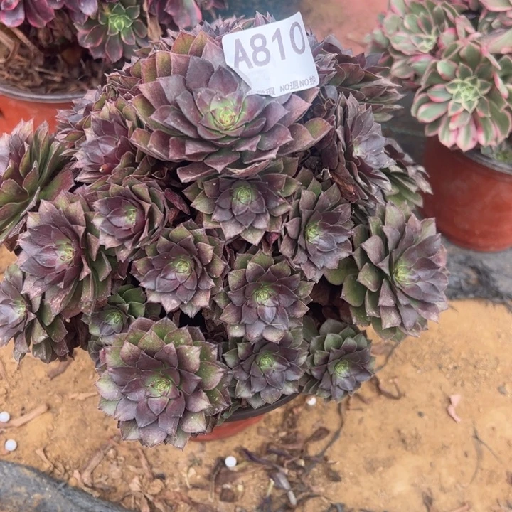 桃花石多肉植物810.