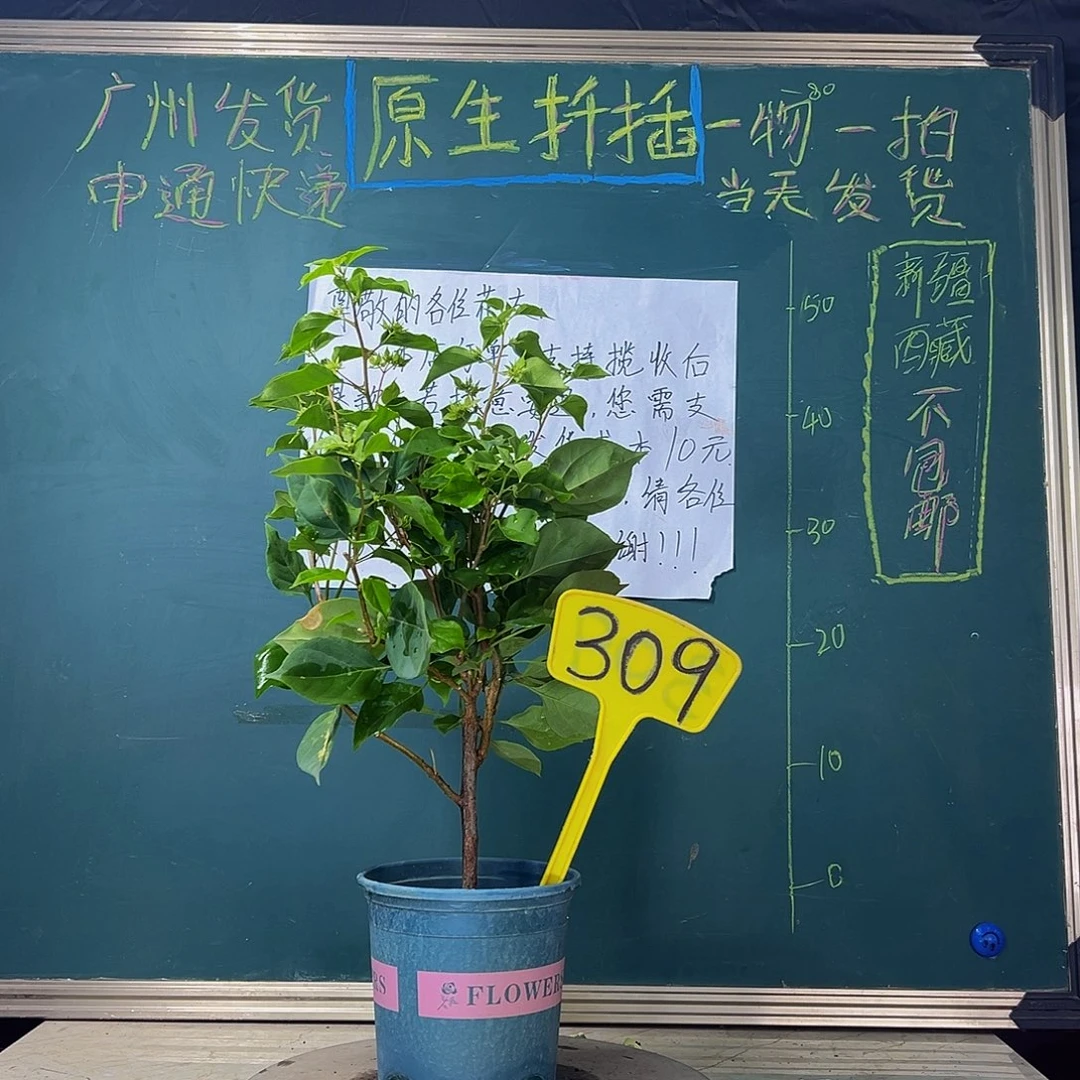当前无花栽培后可以开花  怡锦  309
