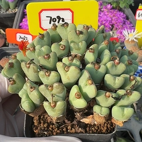 密密麻麻密密麻麻7092