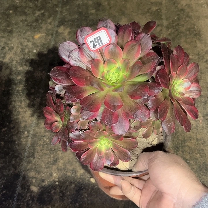 一物一拍多肉安娜241