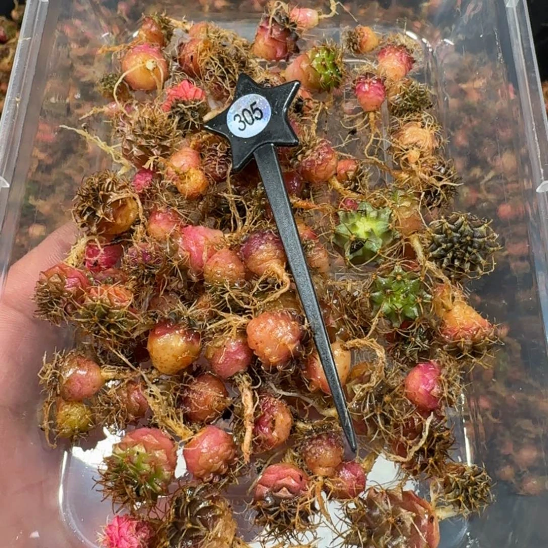欧***飞米哈实生自然锦练手球305