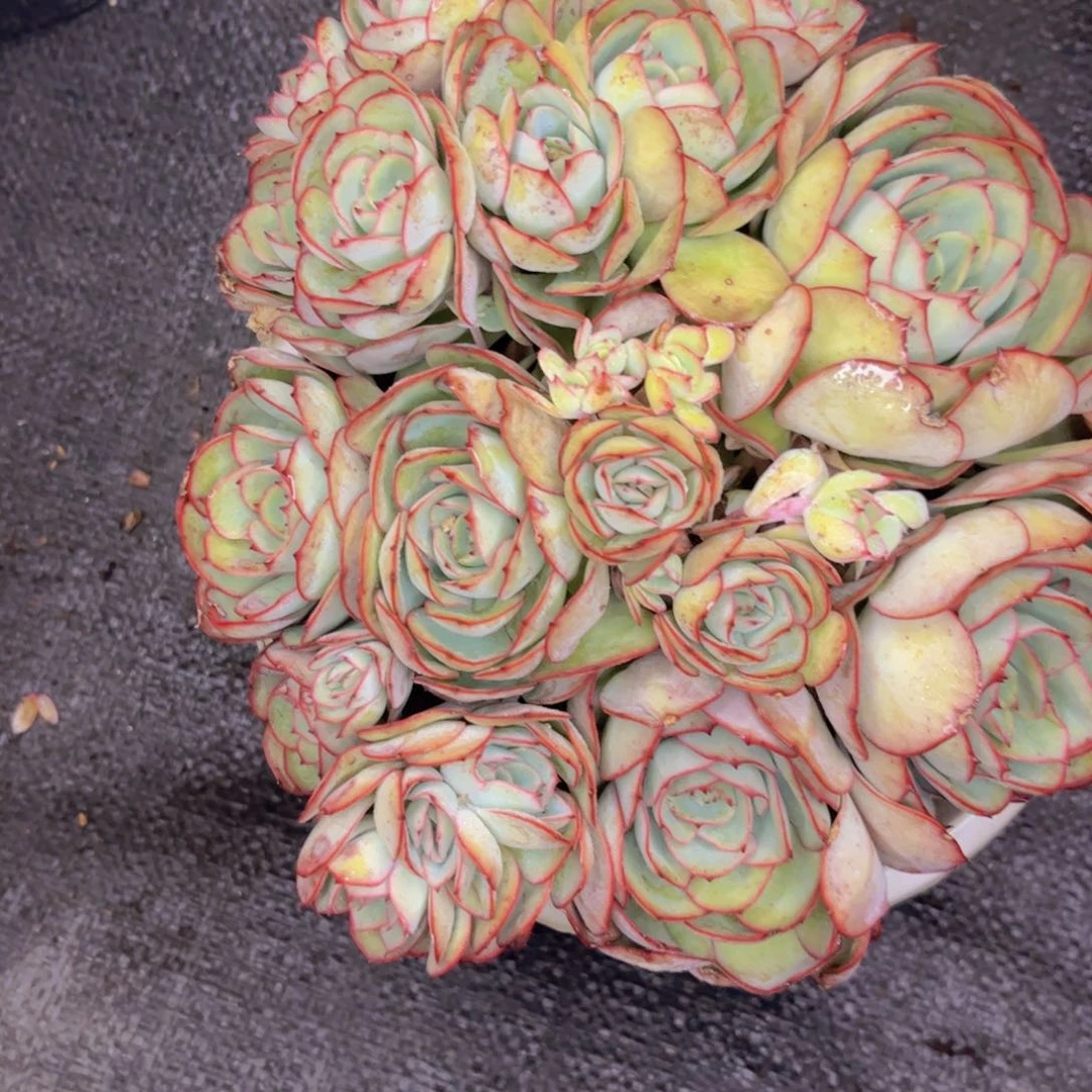 友家多肉一物一拍