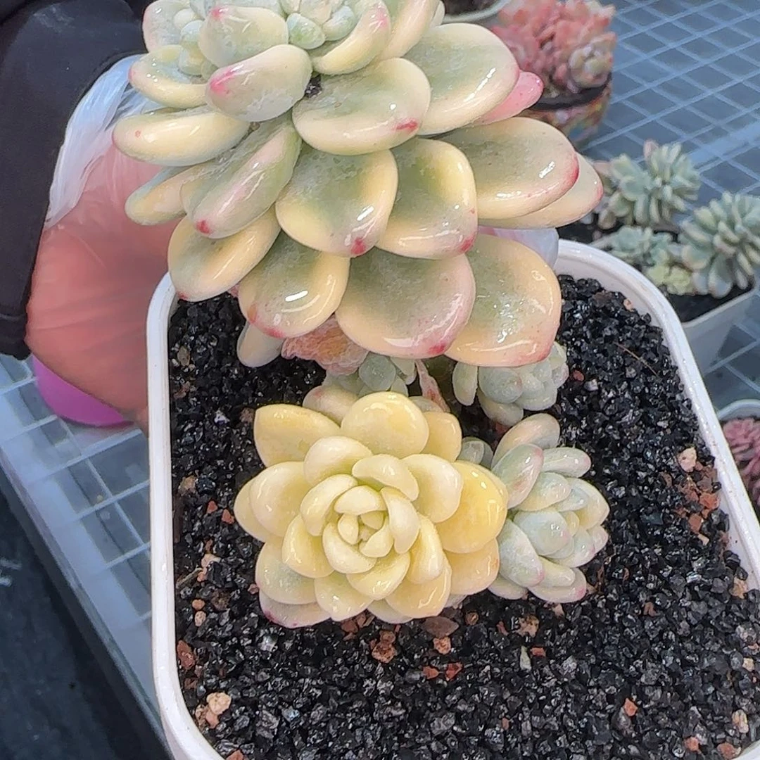 从前慢花园精选劳尔锦