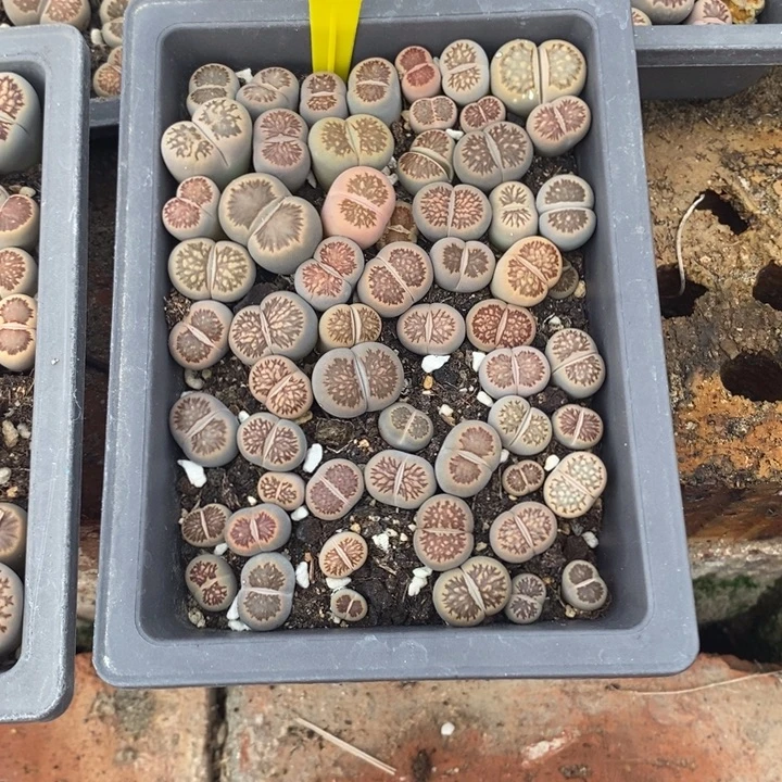 红***红生石花的季节是最620