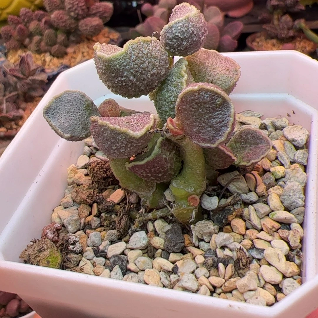 满斑花螺。