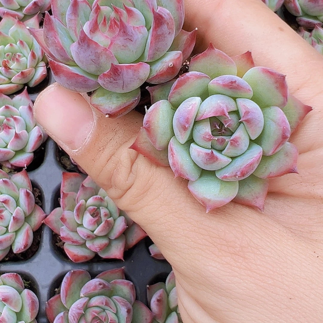 吉娃娃苗5颗多肉植物