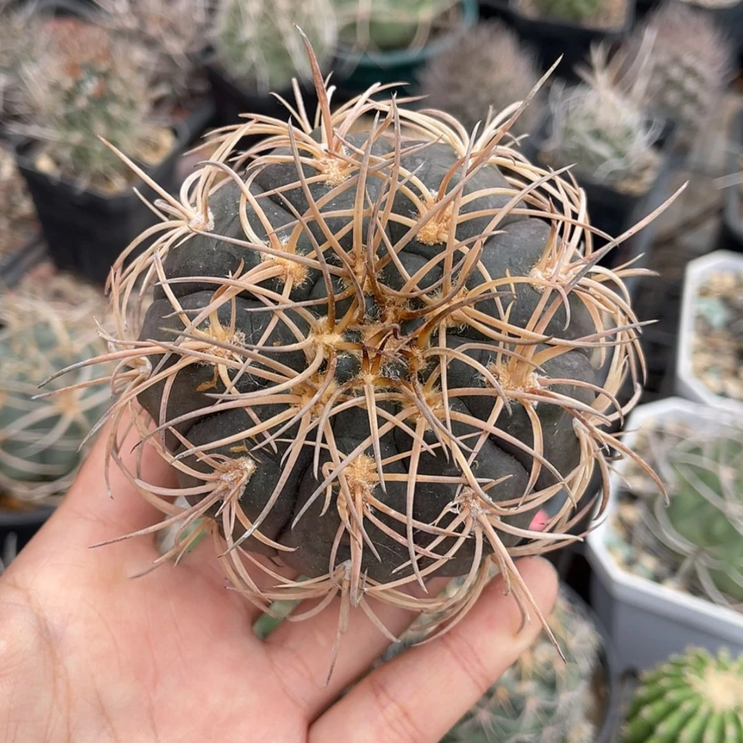 【闪购商品】伏刺天平冒根芽66666