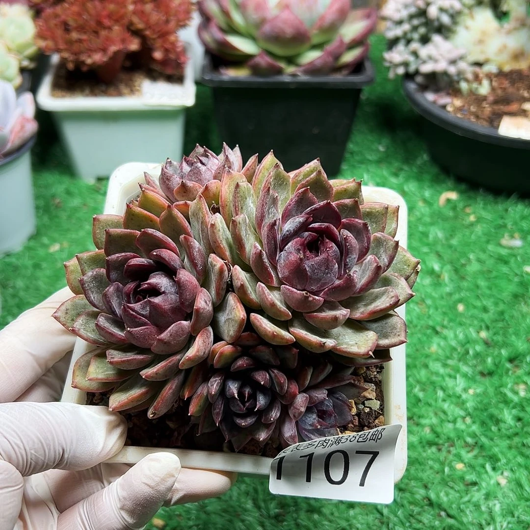 无花朵多肉一物＿拍植物1107