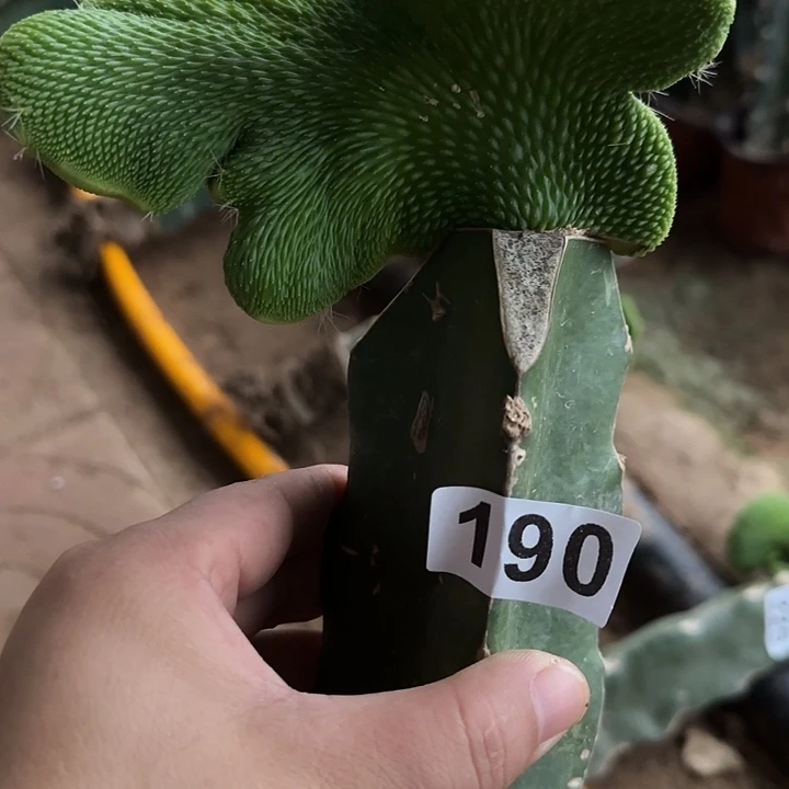 季***末无花朵福利青蛇缀190