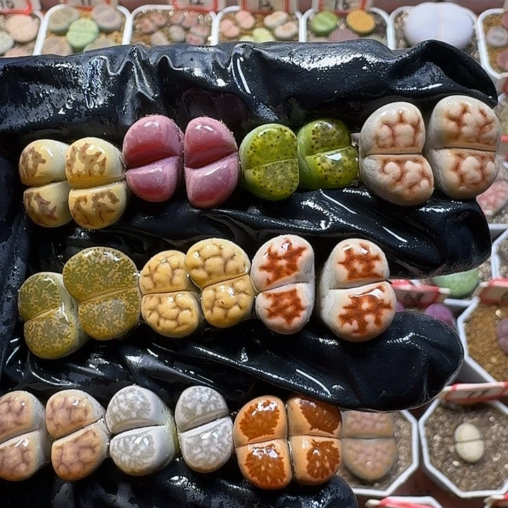 生石花11111。   127