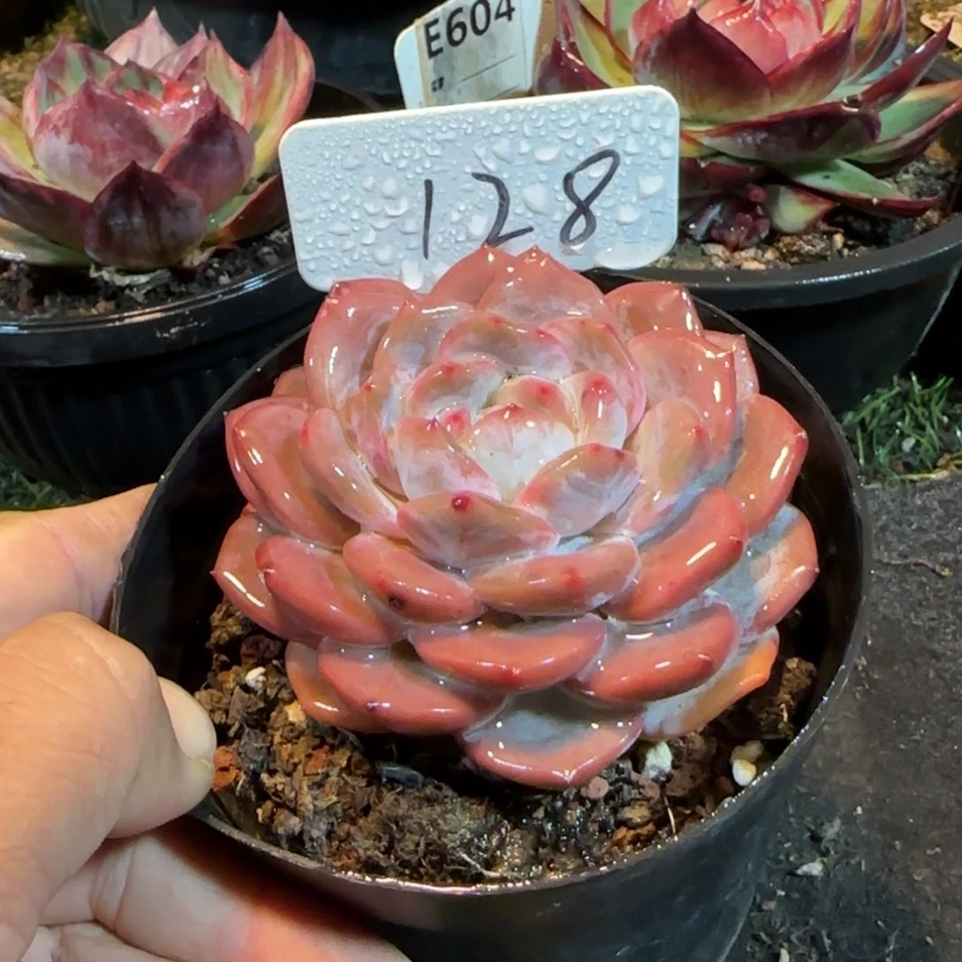 橙梦露惊鸿一物一拍包装收缩花旱128