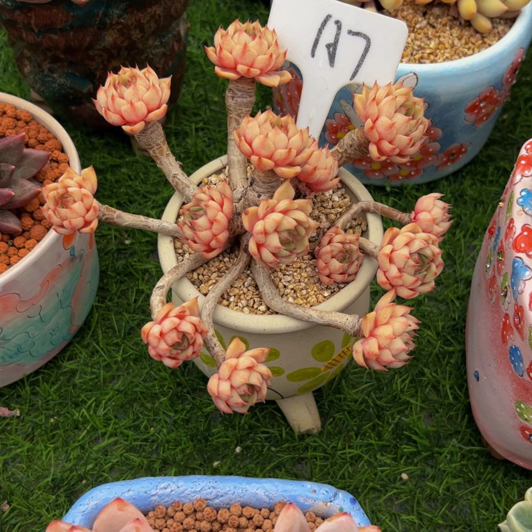 上**~本把小老桩带盆