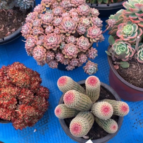 丽*梦1313红太阳多肉