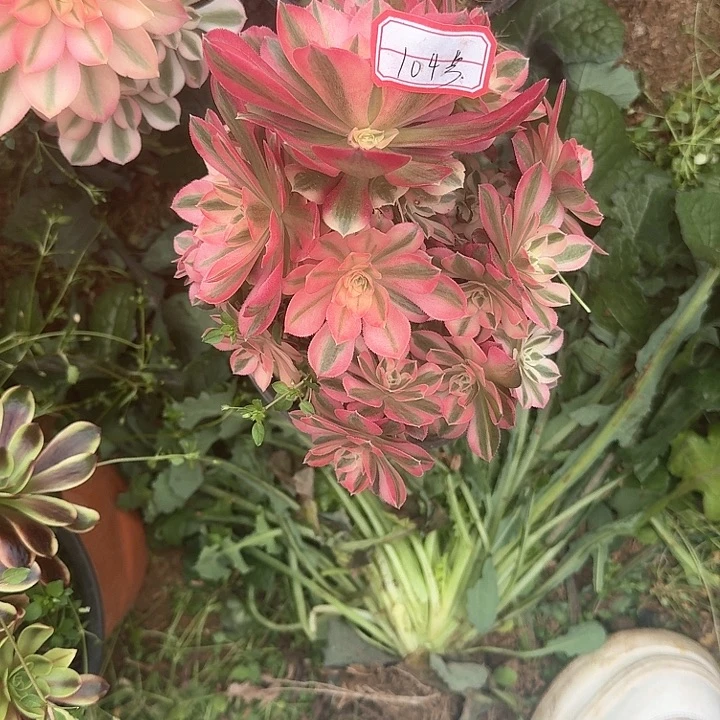 多肉植物女巫104号无售后