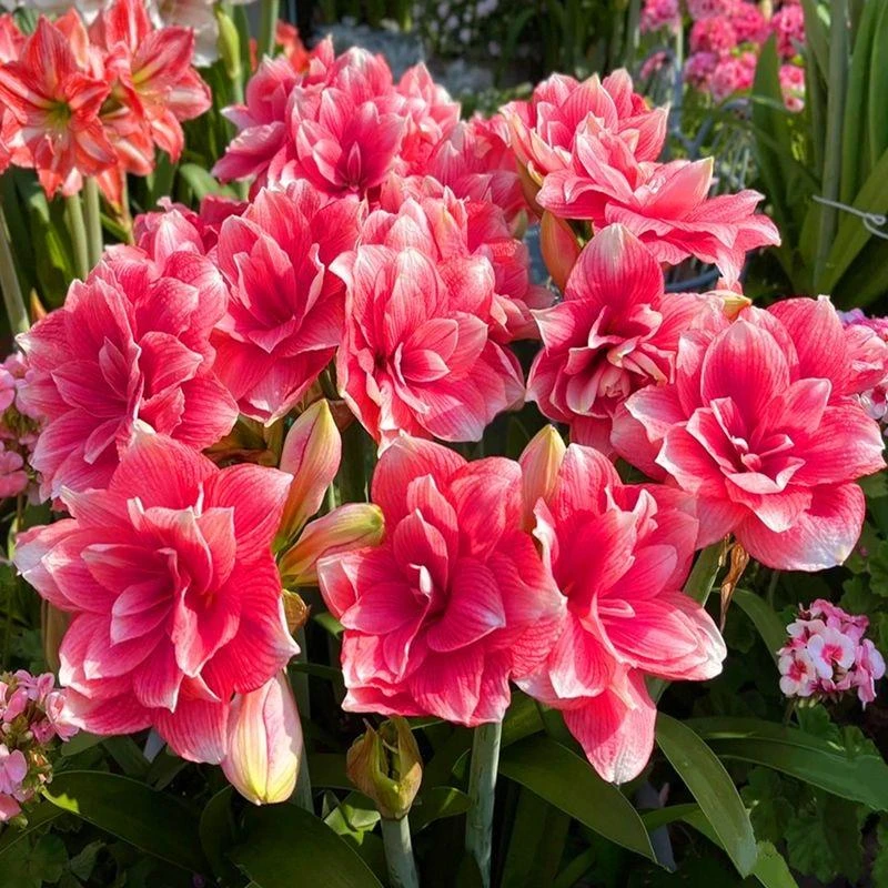 【朱顶红种球】四季好养当年开花大种球南北方适种