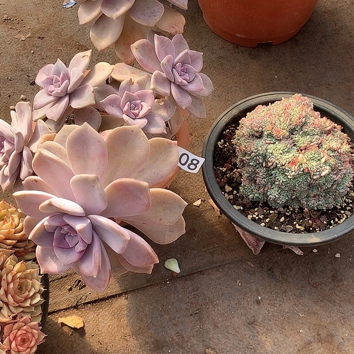 108紫乐 一物一拍多肉