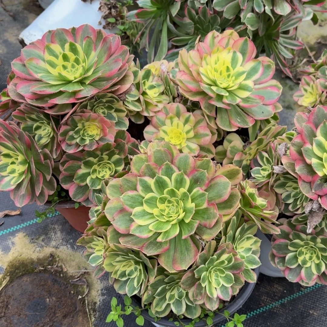 玉资多肉植物捧花10块钱