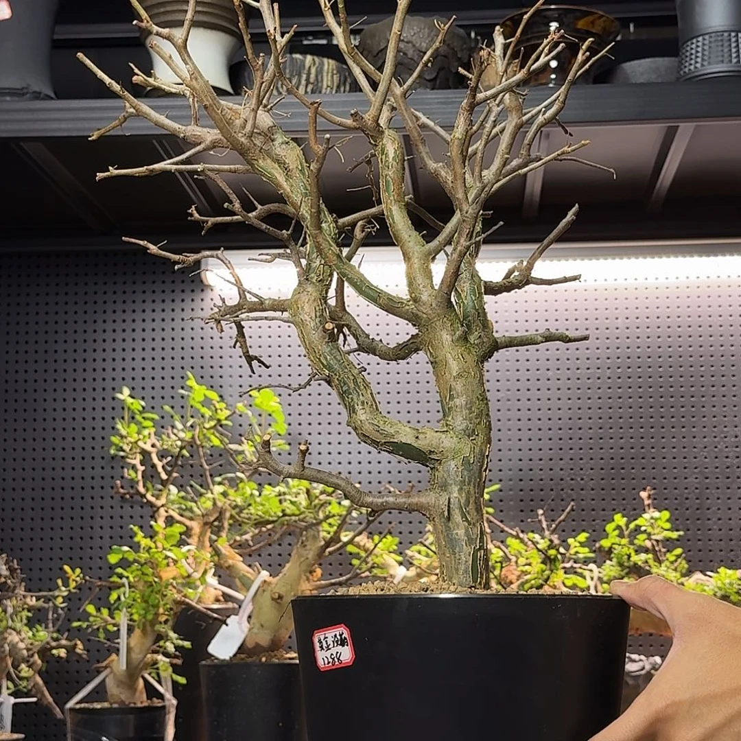 黄金橄榄带盆土哈