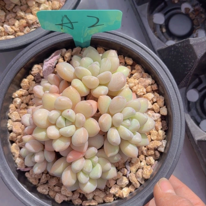 喜*盈啦啦啦啦啦啦啦啦啦啦啦