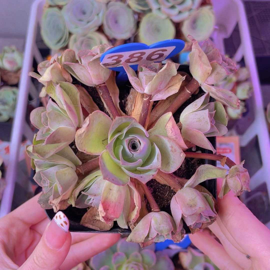 单品一物一拍386号