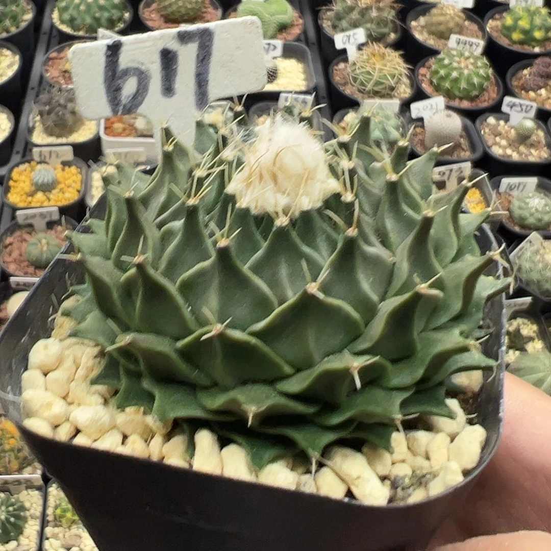 617实生帝冠啦啦啦啦