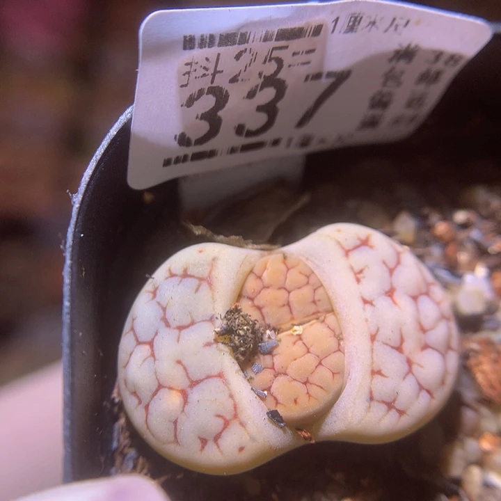 精品生石花25.337