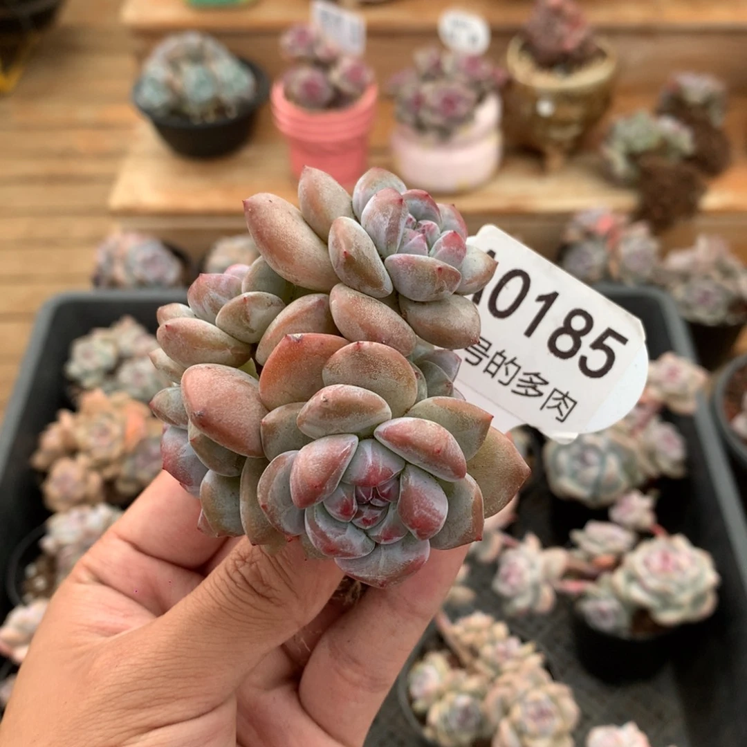 A0185 突尼斯小树 有砍7cm