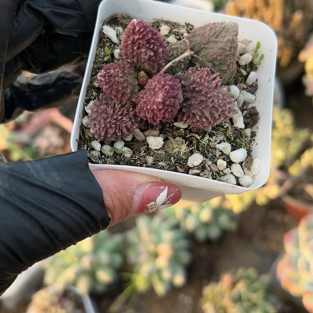 多肉植物多肉植物