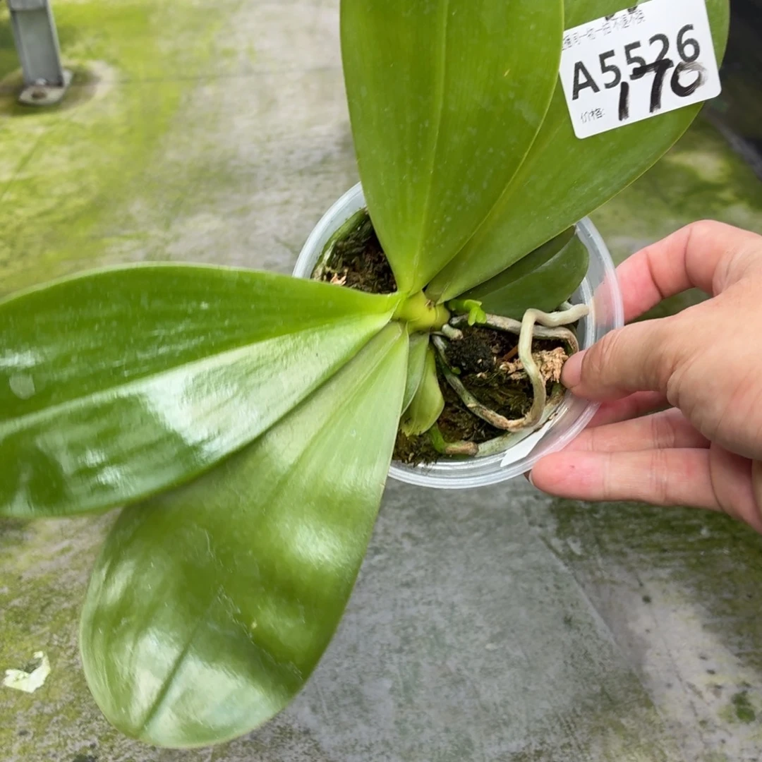 当前无花朵，栽培后可花朵A2256弥陀绿老虎带花剑