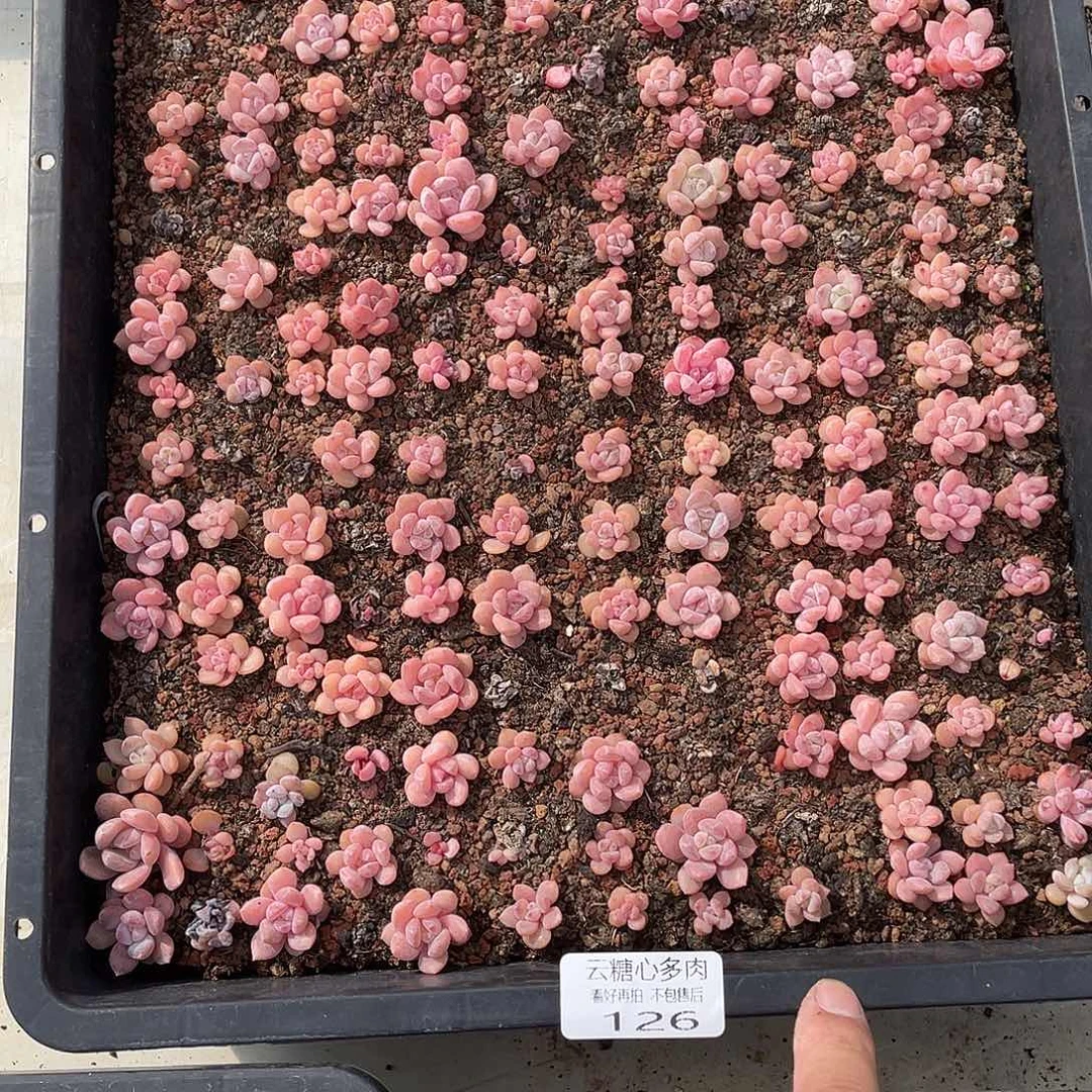 格*呀云糖心多肉植物126