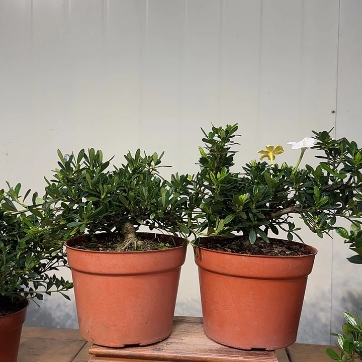 皇***座无花朵栀子花盆景