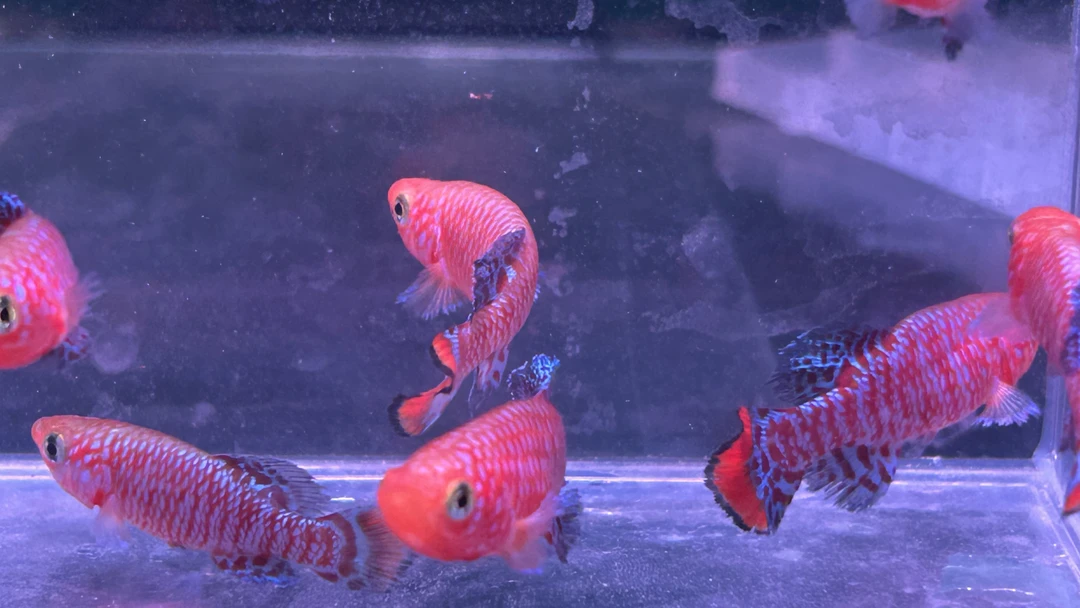 漂亮宝贝鳉热带观赏鱼淡水小型活体鱼七彩珍珠蓝眼灯