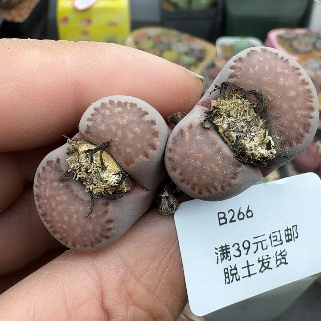 266多肉哈哈哈哈哈哈哈