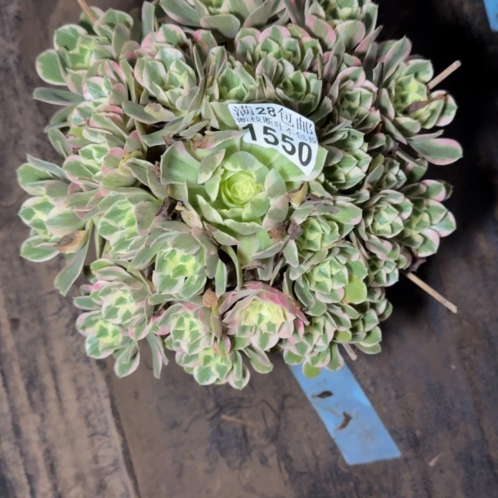 1550女妖多肉植物