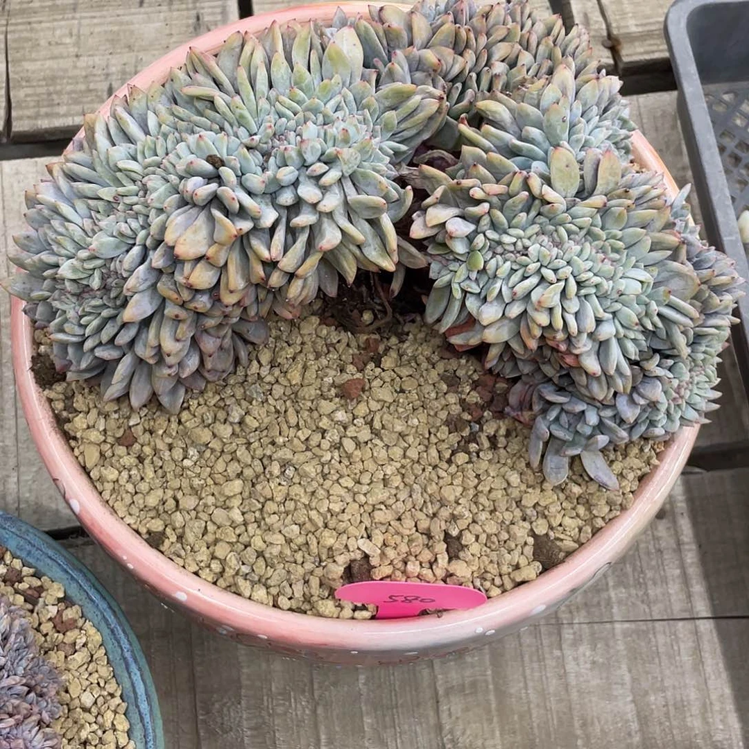 星影缀化一个，冠幅约22.5cm，实生