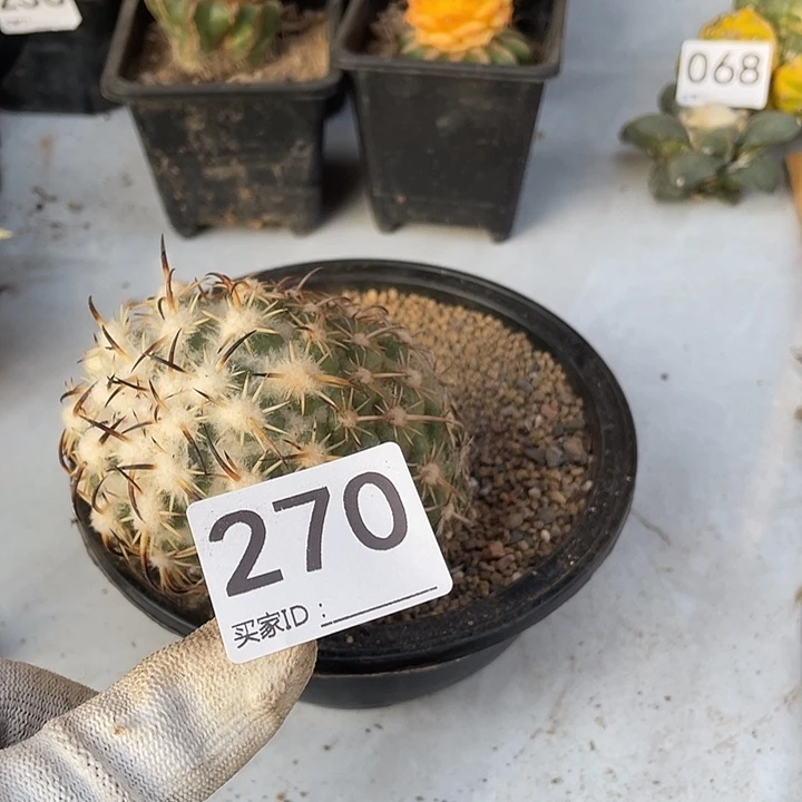 270号钢钉一颗无根