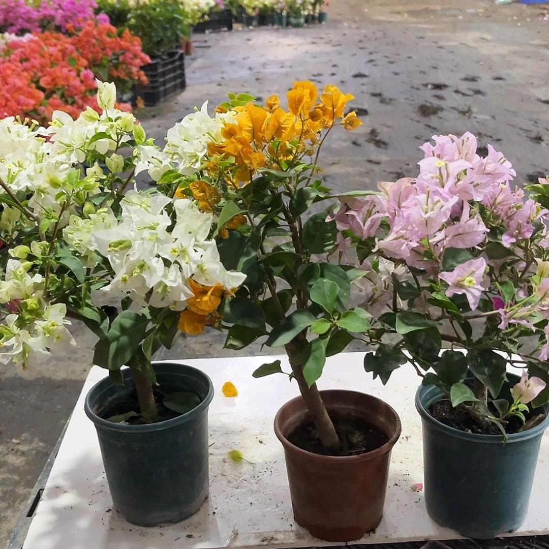 完全开放白雪，加州黄，苹果花