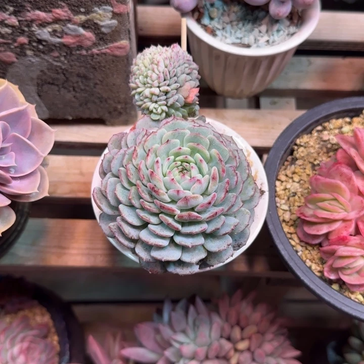 白胖子缀多肉植物rdffcc