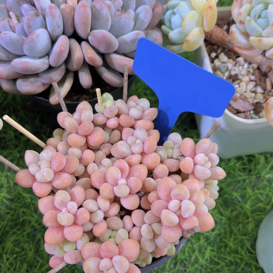 敏*我的小可爱们都好可爱啊