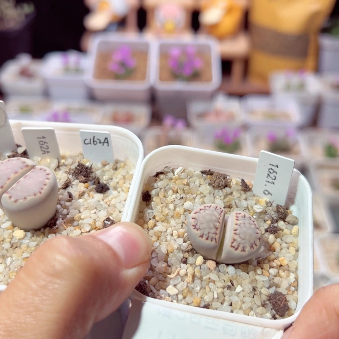 莹***莹1102-208多肉多肉的