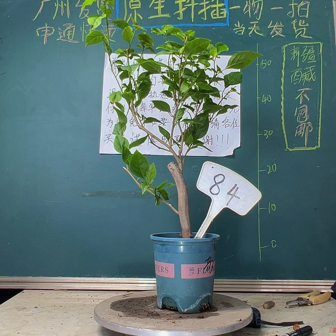 当前无花栽培后可以开花粗杆 苏瓦娜84