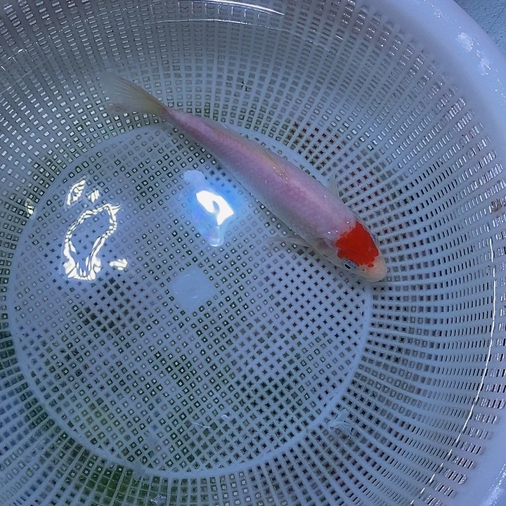 锦鲤纯种锦鲤开箱包活